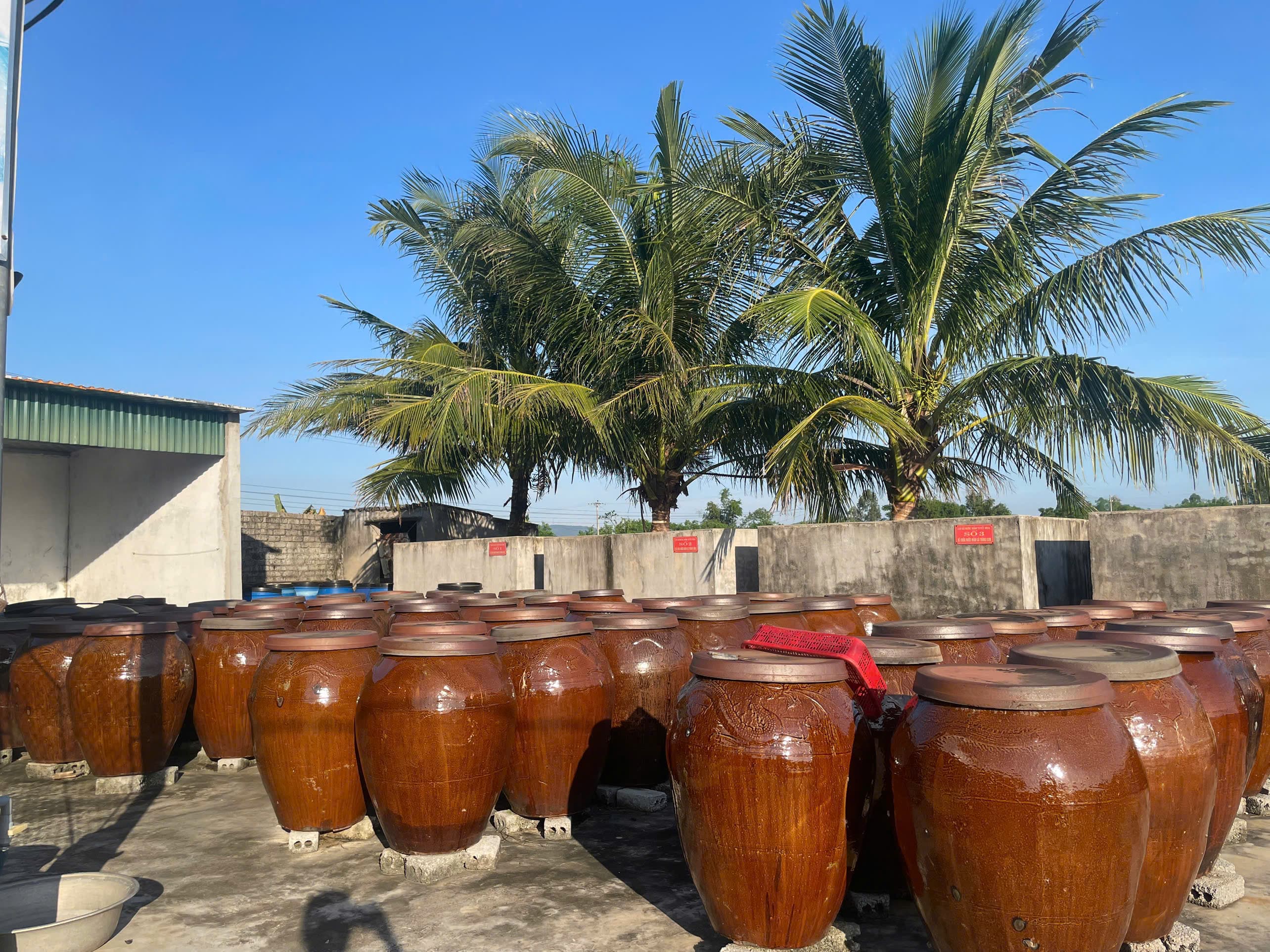 Hàng lu mắm dưới rặng dừa